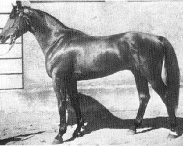 stallion Herzog (Swedish Warmblood, 1950, from Heristal)