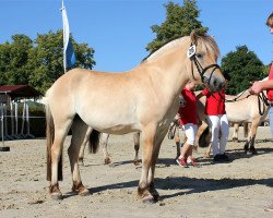 broodmare Laukka (Fjord Horse, 2015, from Vacceur)