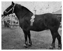 broodmare Gisa von Lachstedt Th H 1262 (Saxon-Thuringian Draughthorse, 1930, from Paul von Lachstedt Th 540)