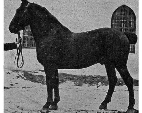 stallion Roland 8 (Heavy Warmblood, 1917, from Roland 2356)