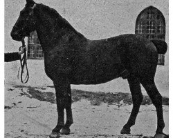 Deckhengst Roland 8 (Schweres Warmblut, 1917, von Roland 2356)