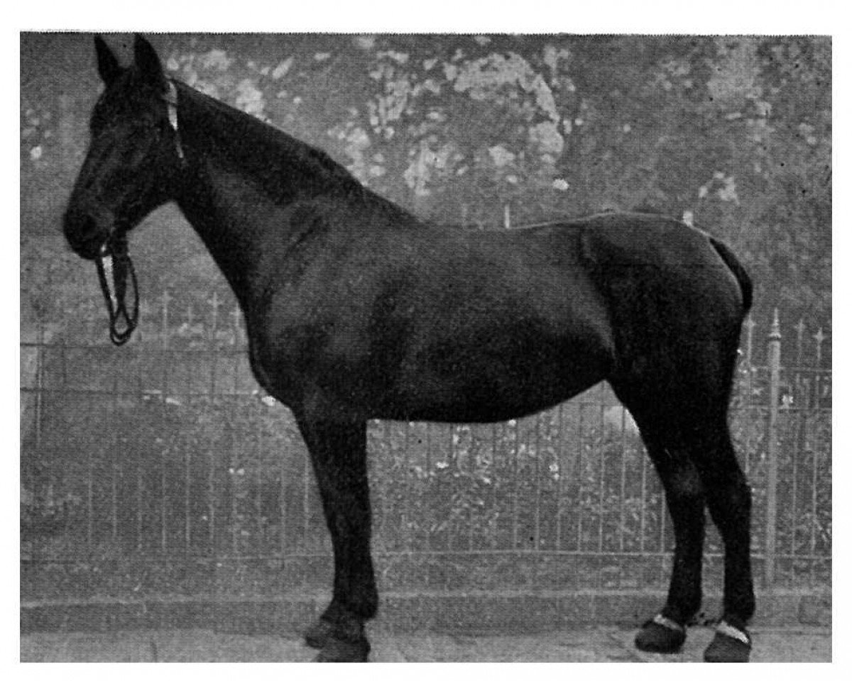 broodmare Nixe Th H 1027 (Sachs-door. Heavy Warmbl., 1923, from Roland Th 503)