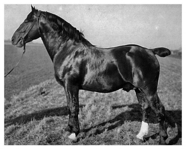 stallion Gerold von Pfiffelbach Th 9 (Sachs-door. Heavy Warmbl., 1928, from Georg Th 6)