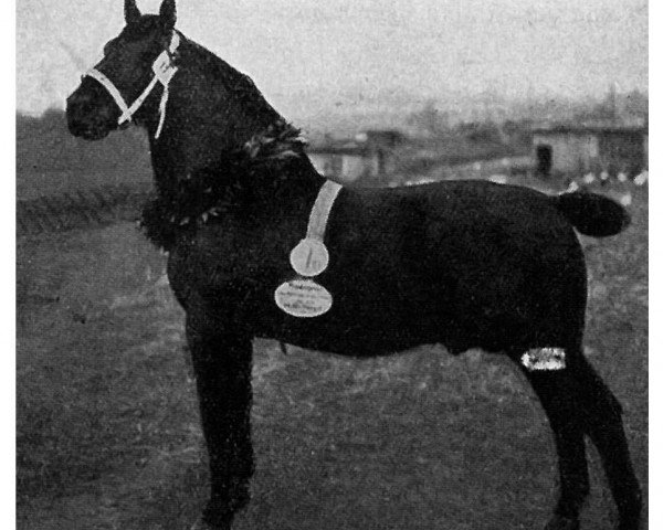 stallion Rheingold Th 526 (Sachs-door. Heavy Warmbl., 1919, from Reinhard 2584)
