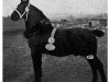stallion Rheingold Th 526 (Sachs-door. Heavy Warmbl., 1919, from Reinhard 2584)