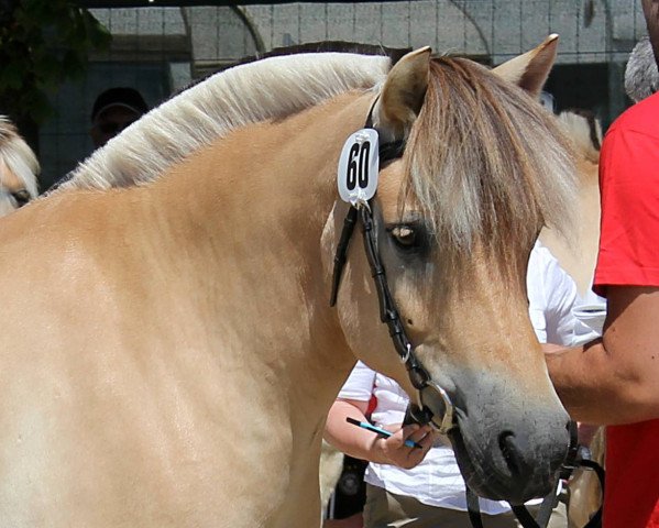 broodmare Lissiva (Fjord Horse, 2009, from Valør Halsnæs)