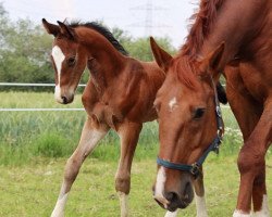 Springpferd Cataleya GH (Oldenburger Springpferd, 2020, von Casithargos -H)