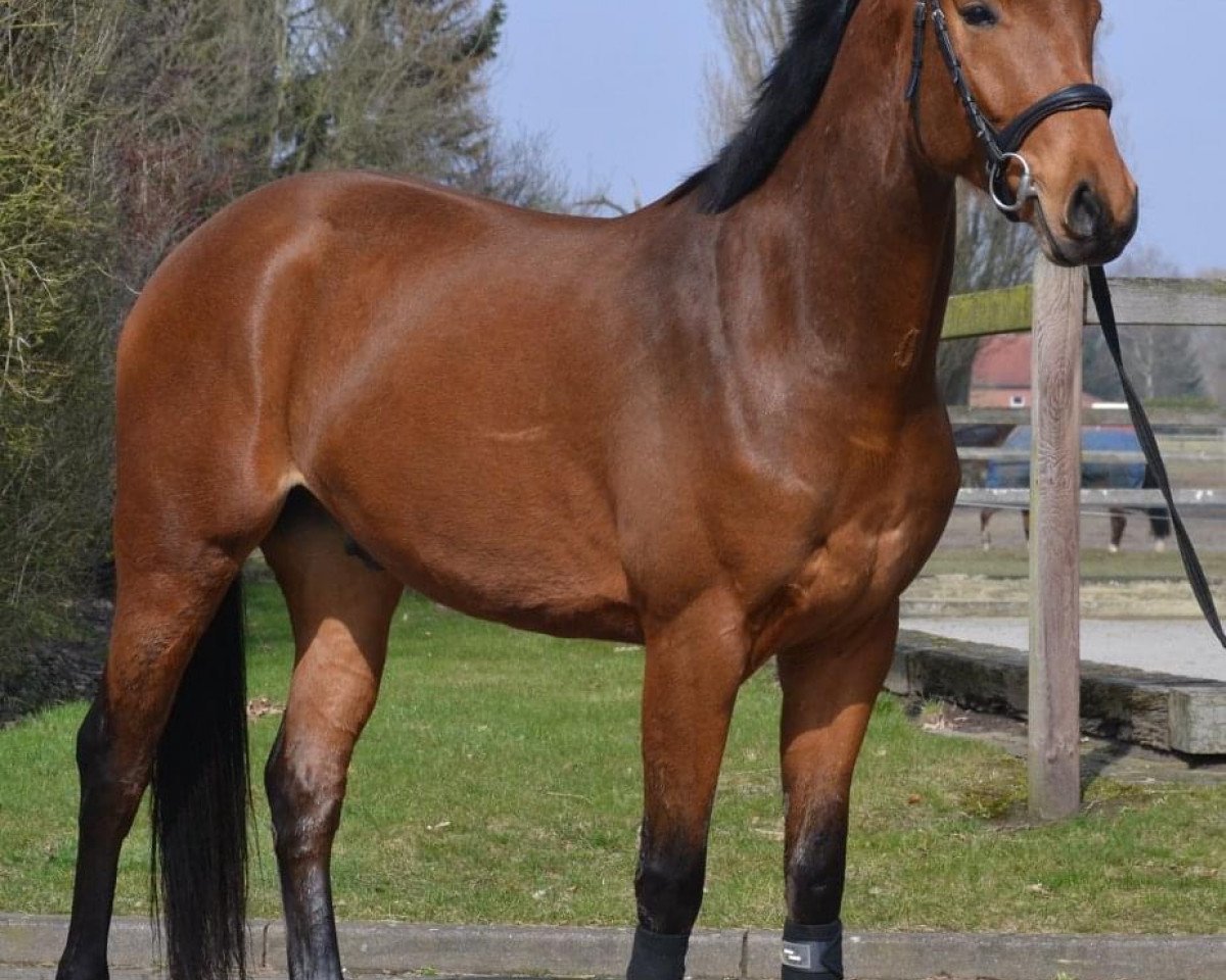 dressage horse Fürst Foundation MH (Hanoverian, 2014, from Foundation 2)