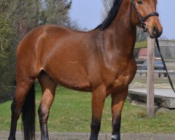 dressage horse Fürst Foundation MH (Hanoverian, 2014, from Foundation 2)