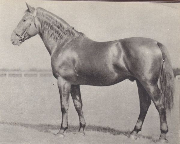 stallion Gen (Czech Warmblood, 1939, from Genius)