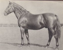 stallion Gen (Czech Warmblood, 1939, from Genius)