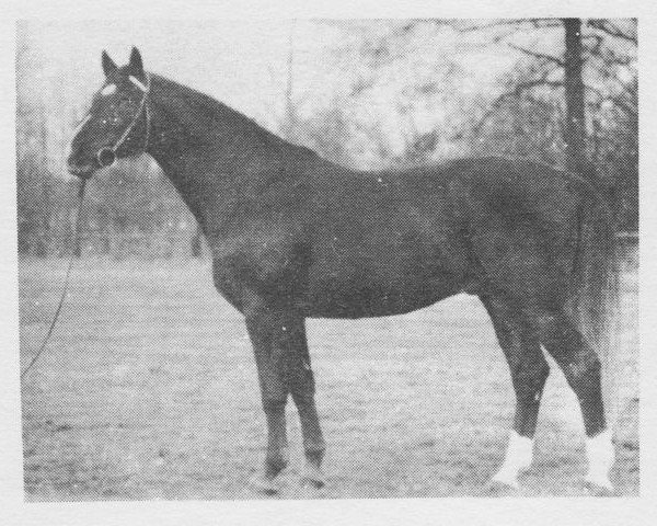 stallion Dux (Brandenburg, 1977, from Direx)