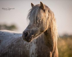 broodmare Roméé (Nederlands Appaloosa Pony, 2012, from In de Ban van Pjotr)