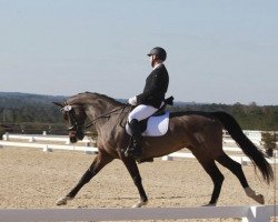 dressage horse Satoria Grace (Westphalian, 2013, from Sir Heinrich OLD)