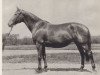 broodmare 578 Przedswit II (Przedswit, 1942, from 360 Przedswit VIII-5)