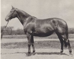 broodmare 578 Przedswit II (Przedswit, 1942, from 360 Przedswit VIII-5)