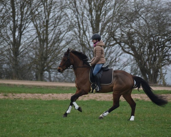 dressage horse Quidam's Queeny (Hanoverian, 2012, from FRH Quaid)