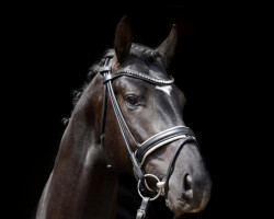 dressage horse Samy de Luxe 5 (Oldenburg, 2015, from Sezuan)