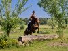 dressage horse Pikadero O (Westphalian, 2009, from Peking)