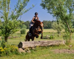 dressage horse Pikadero O (Westphalian, 2009, from Peking)