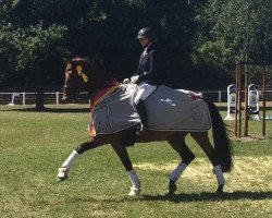 dressage horse Pettersson 7 (Trakehner, 2014, from Hirtentanz 2)