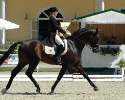 stallion DAF Ondráš (Czech Warmblood, 1988, from Dux)