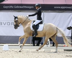 dressage horse Danika 14 (Deutsches Reitpony, 2017, from Darubi Gold)