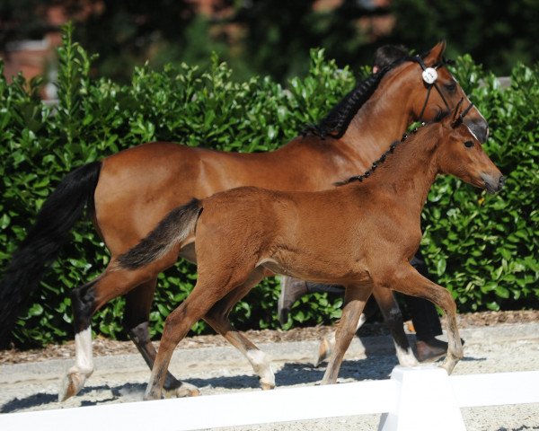 Pferd Stute von Da Capo / Principal Boy (Deutsches Reitpony, 2018, von Da Capo)