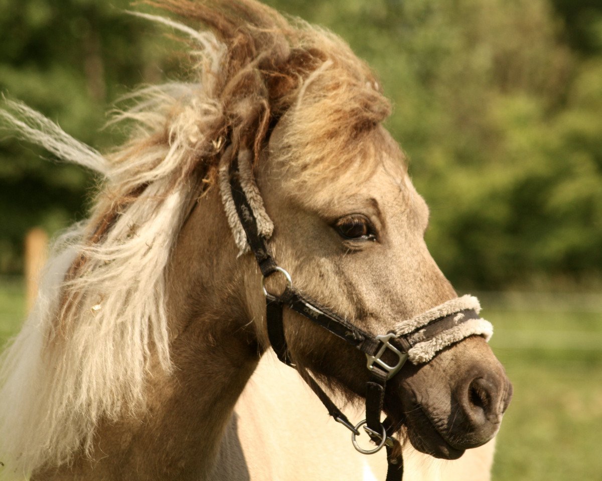 horse Rasputin D (Shetland Pony, 2019, from Skovmosens Rustik)