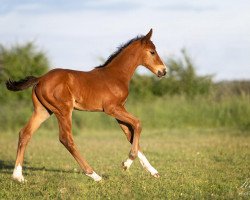 Springpferd Concello de Finesse (Holsteiner, 2020, von Coreandro)