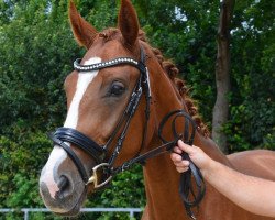 broodmare Skaya fille du bonheur P (Hanoverian, 2017, from Sir Donnerhall I)