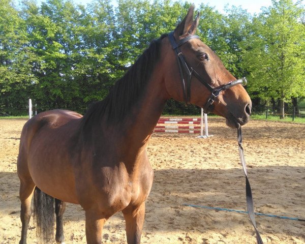 dressage horse Rosenburg (Hanoverian, 1999, from Rosentau)