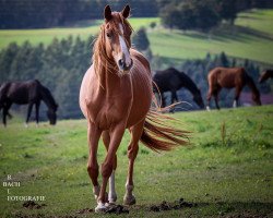 Zuchtstute Sachsendame (Trakehner, 2017, von Perpignan Noir)