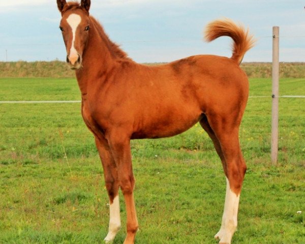 jumper Unglaubliche (Trakehner, 2019, from Davidas)