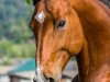 jumper Charming Charly CH (Swiss Warmblood, 2009, from Chameur)