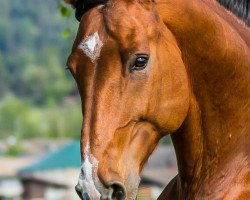 jumper Charming Charly CH (Swiss Warmblood, 2009, from Chameur)