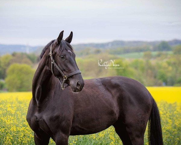 broodmare Sweet Surprise K (Westphalian, 2017, from Sezuan)