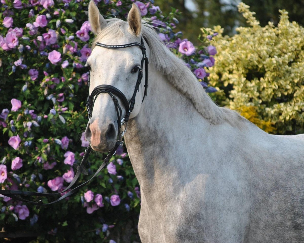 broodmare Believe (Holsteiner, 2009, from Hermes d'Authieux AA)