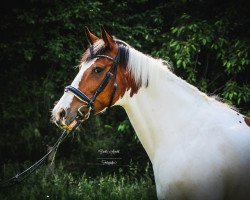 jumper Beibi (Heavy Warmblood, 2008)