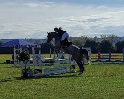 jumper Granido (Hanoverian, 2017, from Graf Top)