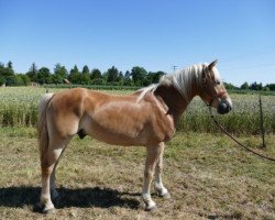 horse Ardino HU-Z (Haflinger, 2016, from Franz-Josef 18)