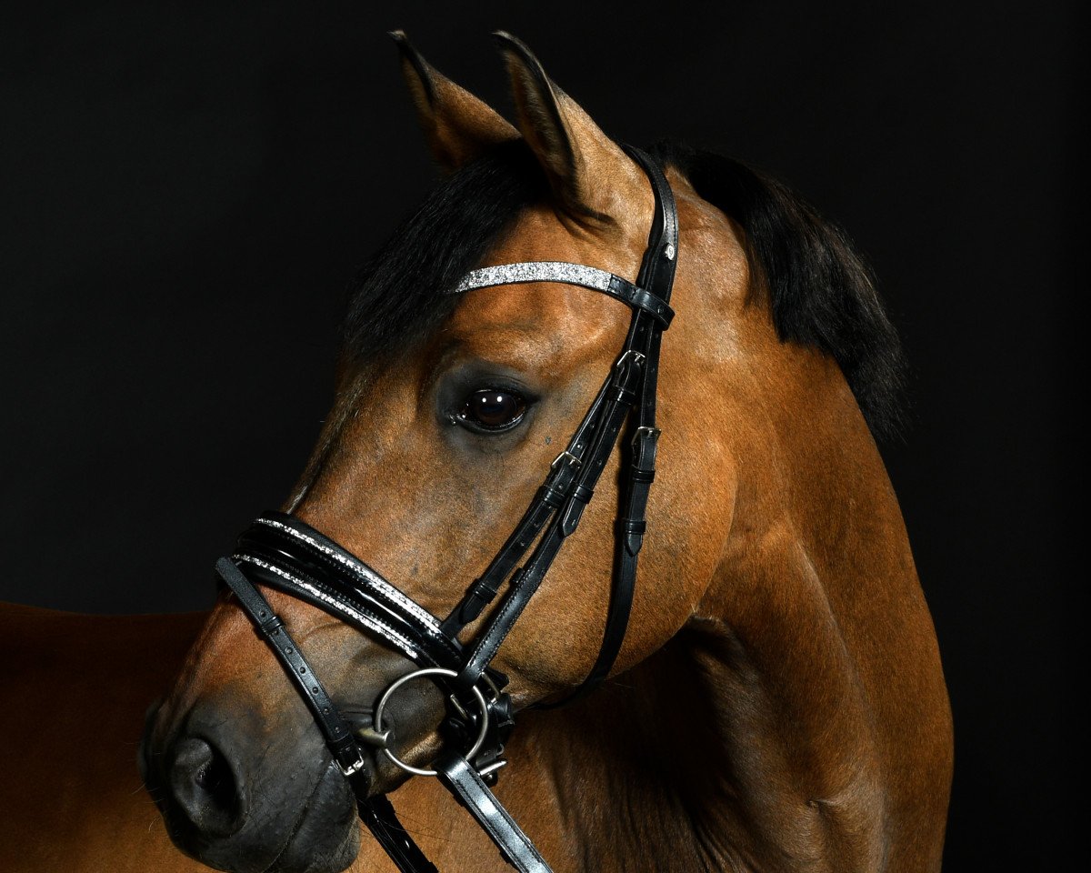 Dressurpferd Dornik's Dream (Deutsches Reitpony, 2006, von Dornik B)