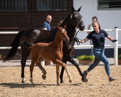 jumper Contenance (Oldenburg show jumper, 2020, from Coreandro)