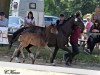 Springpferd HK Captain Chaos (Deutsches Reitpony, 2018, von Captain Meyer WE)