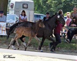 jumper HK Captain Chaos (German Riding Pony, 2018, from Captain Meyer WE)