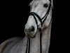 jumper Cedor 3 (Oldenburg show jumper, 2003, from Cento)