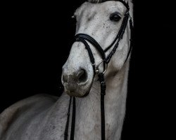 jumper Cedor 3 (Oldenburg show jumper, 2003, from Cento)