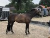 dressage horse Sir Stanford W (Rhinelander, 2014, from Stanford 9)