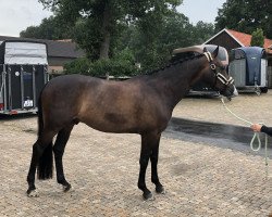 dressage horse Sir Stanford W (Rhinelander, 2014, from Stanford 9)