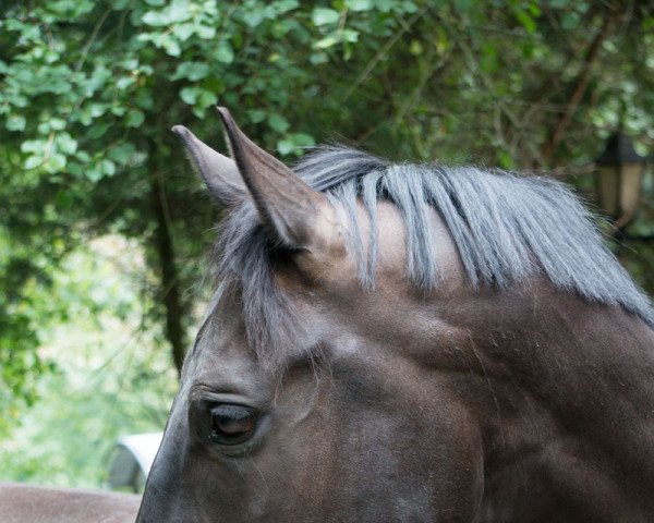 Pferd Fürst Friedolin (Oldenburger, 2005, von Fürst Heinrich)